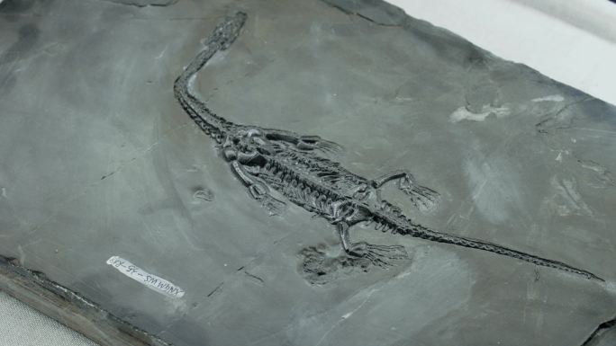 4k-贵州龙化石