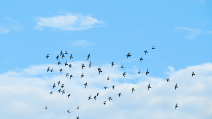 鸽子飞鸟鸟群飞鸽飞过天空蓝天视频素材4k