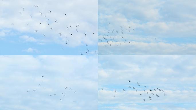 鸽子飞鸟鸟群飞鸽飞过天空蓝天视频素材4k