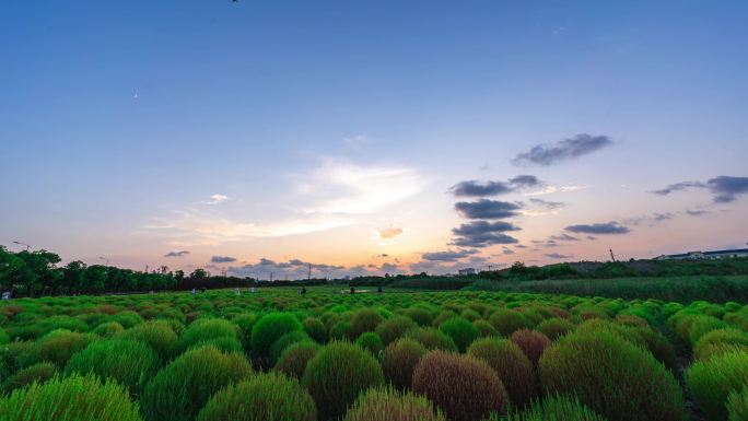 地肤草网红草地日落晚霞日转夜4K延时摄影