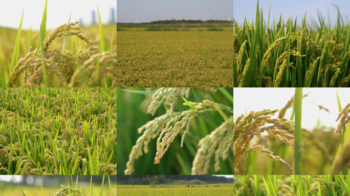 水稻 稻田 稻穗 水稻丰收 水稻生长
