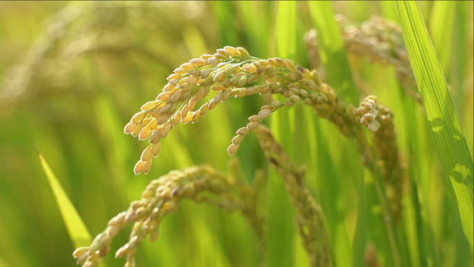 水稻 稻田 稻穗 水稻丰收 水稻生长