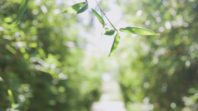 4K盛夏逆光竹叶文艺小清新蝉鸣写意空镜