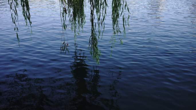 翠绿的柳树下的水