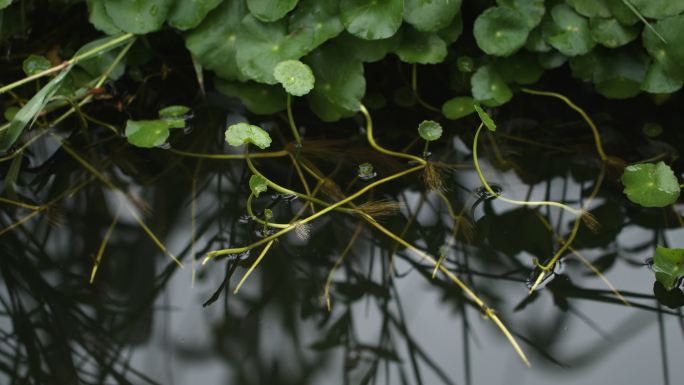 湿地嫩草芽