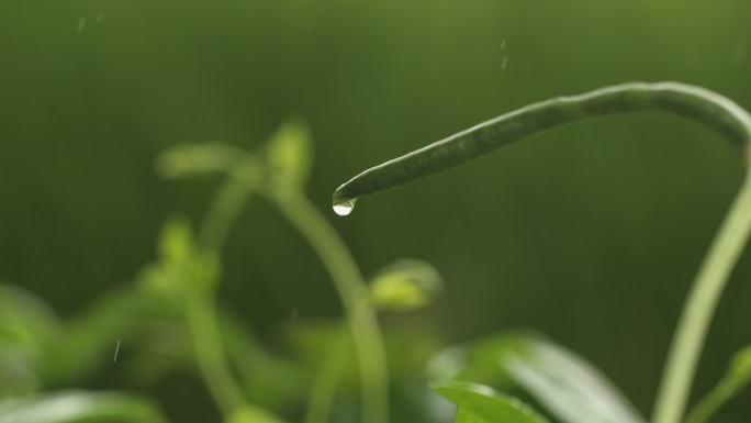 雨中豆角