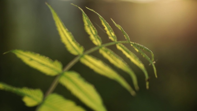 野外蜜蜂蜜蜂