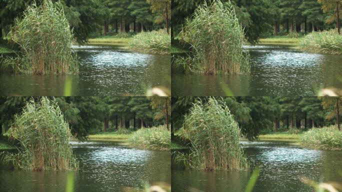 湖中芦苇草