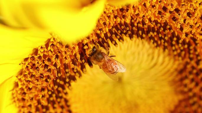 向日葵 蜜蜂采蜜