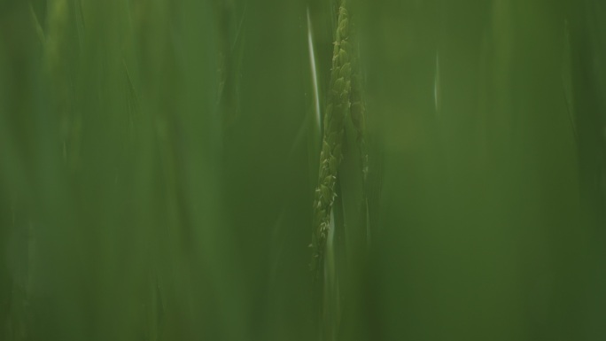 小雨中的抽芽水稻花