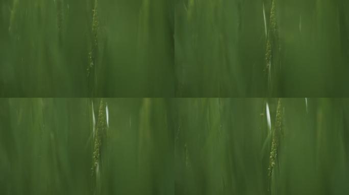 小雨中的抽芽水稻花