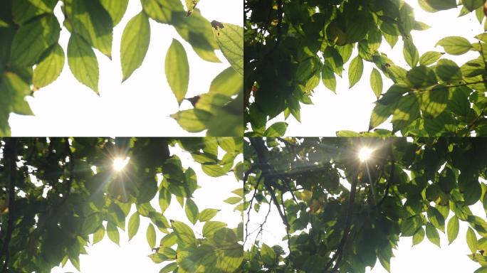 夏天阳光下的林荫 树叶