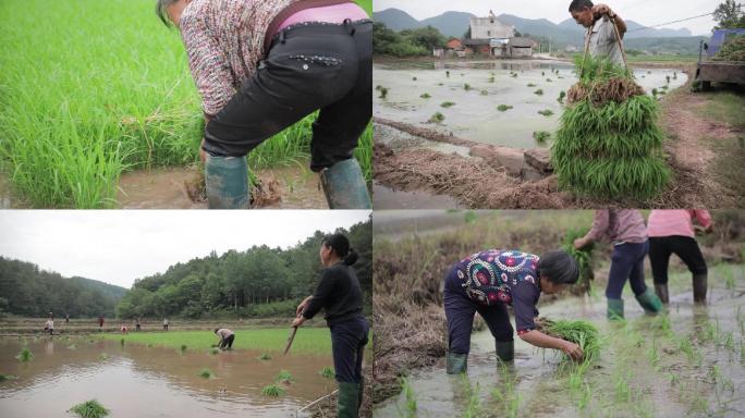 实拍农民插秧人工插秧水稻种植丰收农村