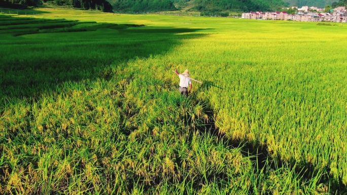 4K 农民走在丰收的稻田中