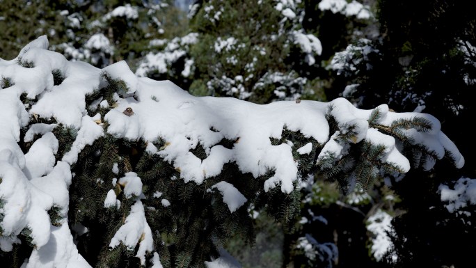 雪后树林