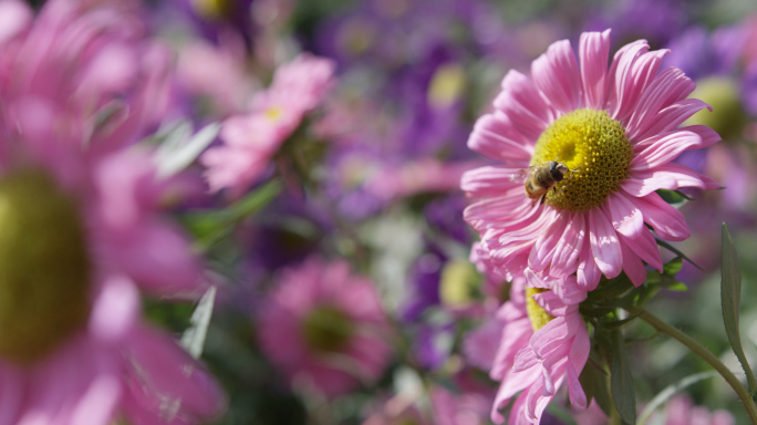 蜜蜂采蜜夏天风吹花朵微风吹