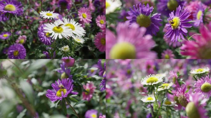 蜜蜂，风吹花朵，姹紫嫣红，微风吹