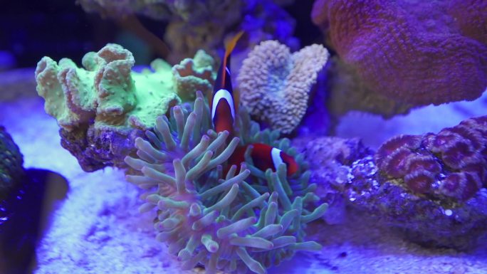 图库素材海缸海鱼珊瑚