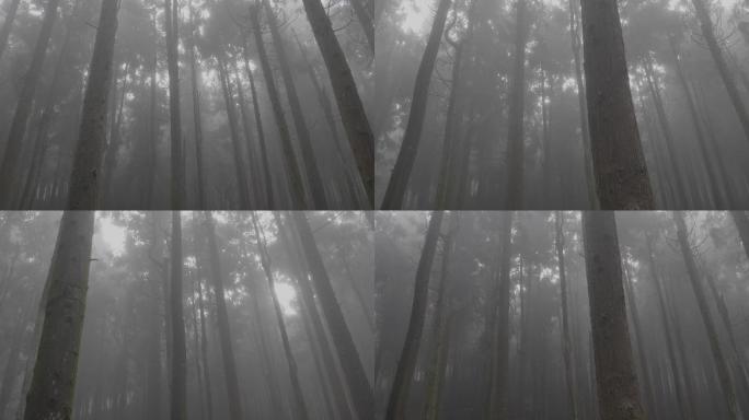 森林晨雾光影