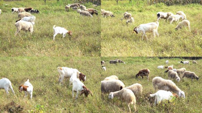 羊 山羊、绵羊