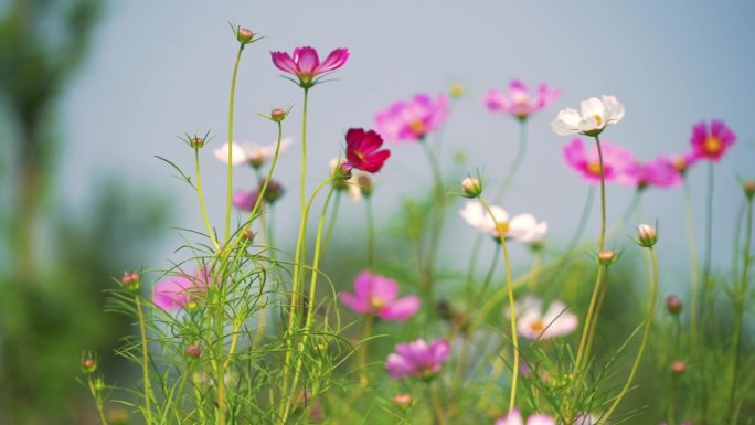 格桑花