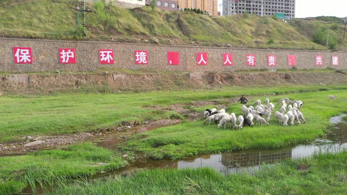 环保标语和羊群河流