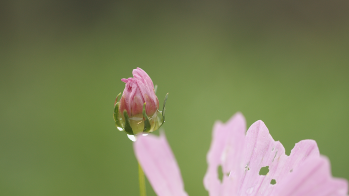 雨后波斯菊花苞