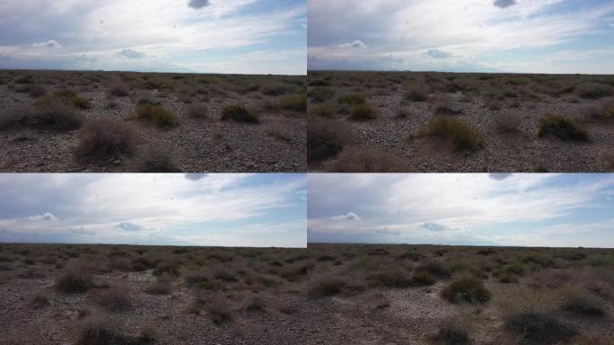 逆光沙漠灌木丛