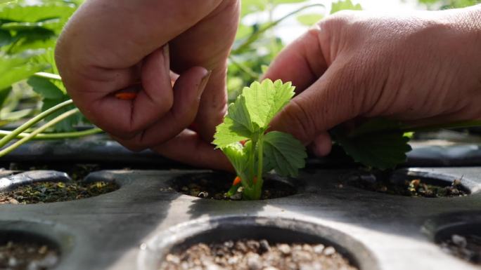 草莓高标准草育苗温室栽培浇水