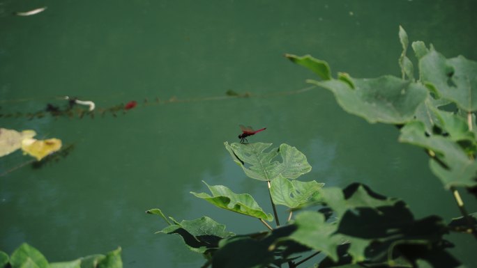 风中坚强的红蜻蜓