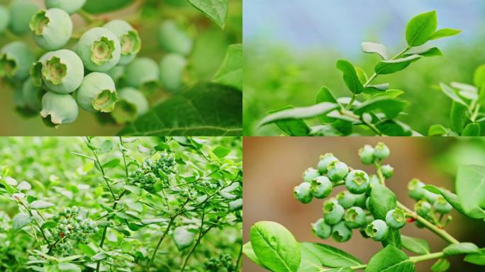 绿色的蓝莓农业大棚产业果实