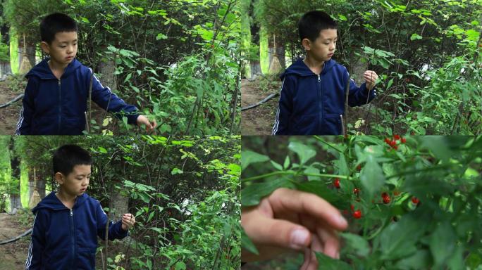 小孩采摘红色果子
