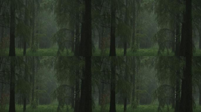 雨中杉树林