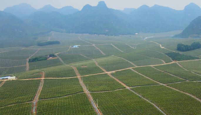 航拍中国火龙果基地