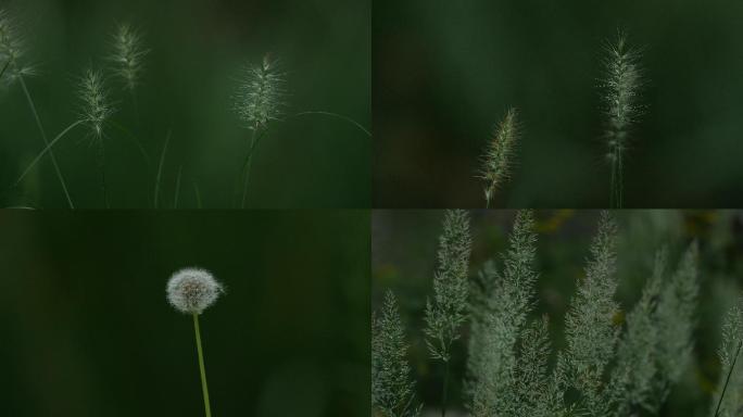 狗尾巴草空镜素材