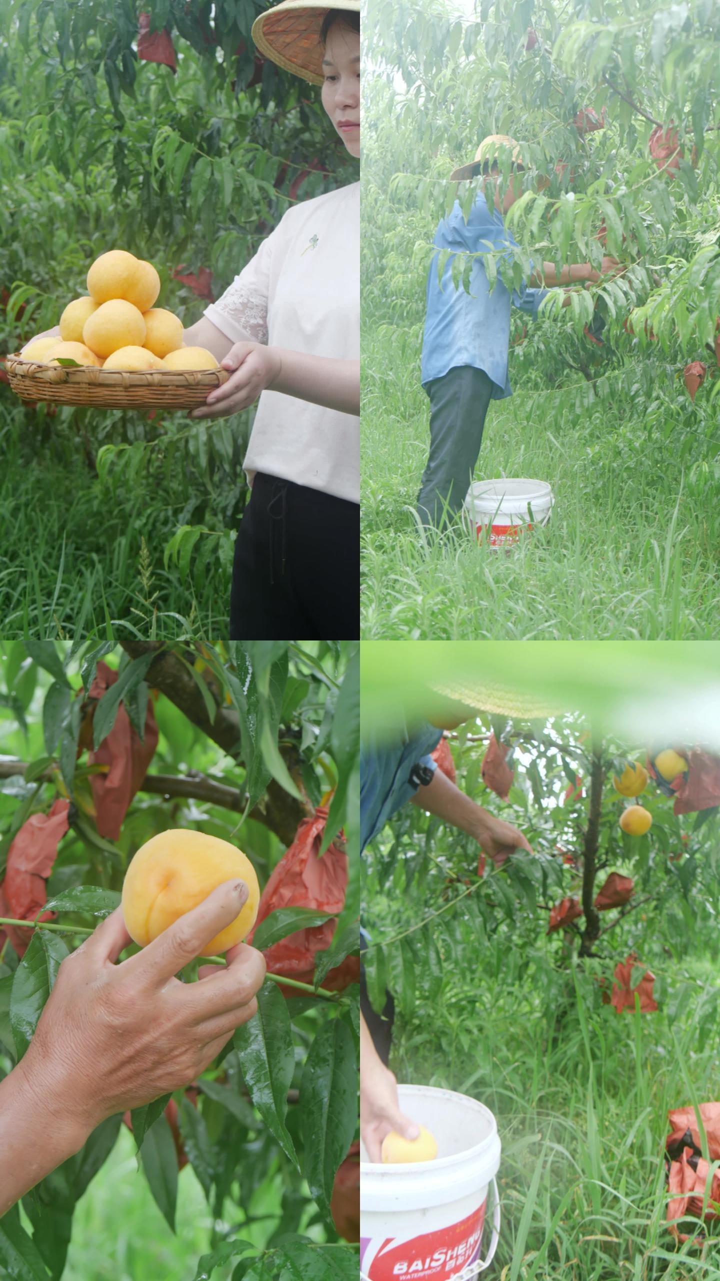新鲜采摘黄桃