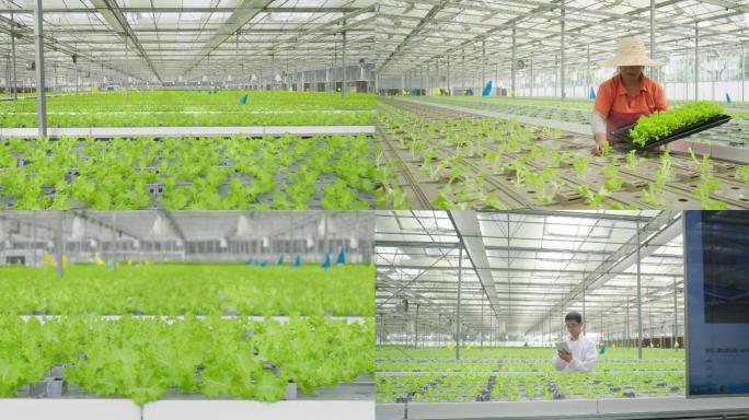 蔬菜种植 现代 智慧农业高科技农业温室