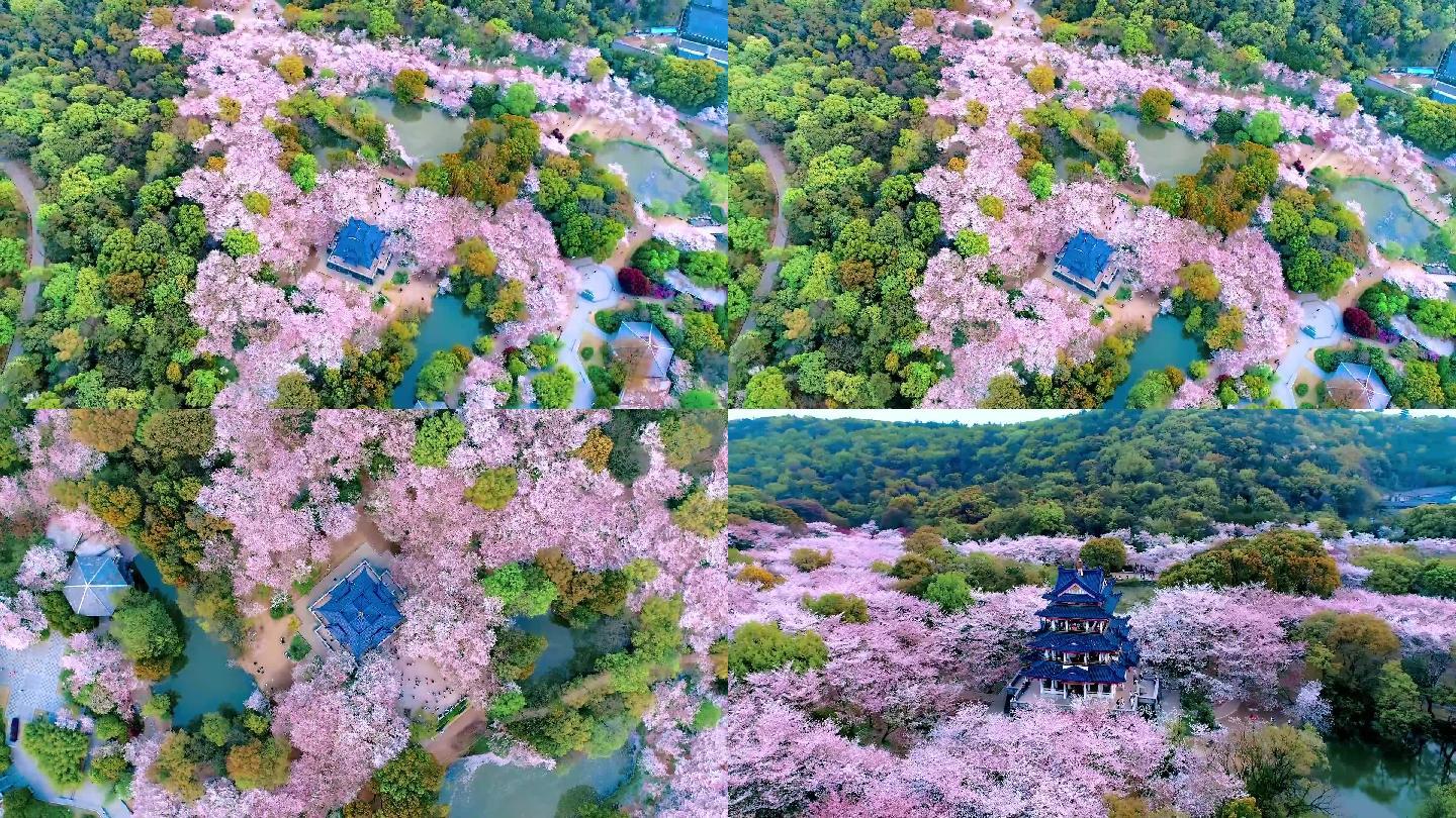 鼋头渚风景 樱花 盛开 航拍 樱花谷