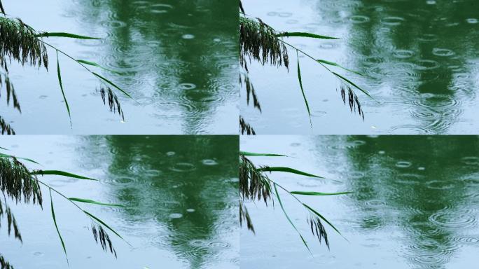 湖面涟漪-雨滴-芦苇-秋雨