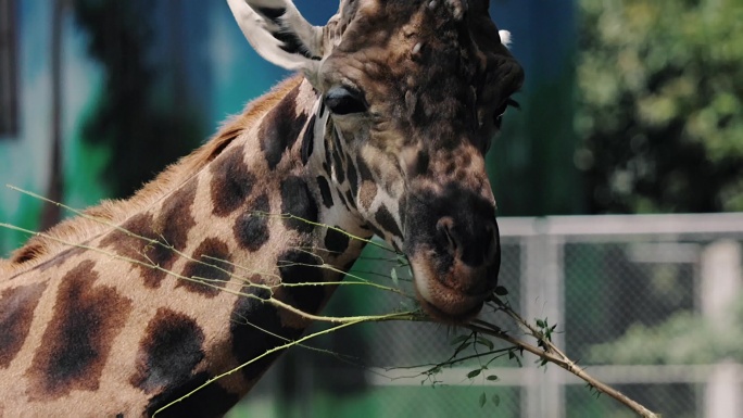 （4K高清成片）航拍西安秦岭野生动物园