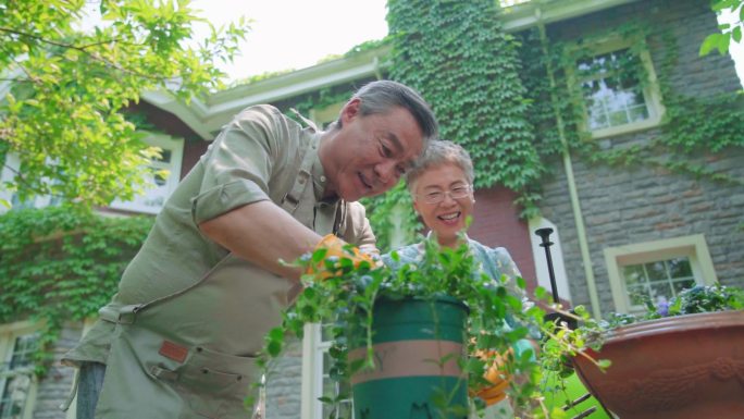 老年夫妇在院子里修剪花草