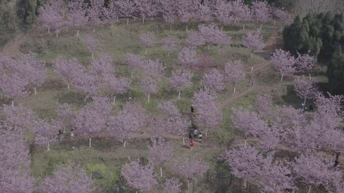 春季乡村桃林航拍