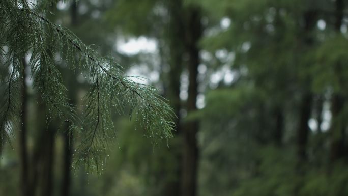 雨中杉树林