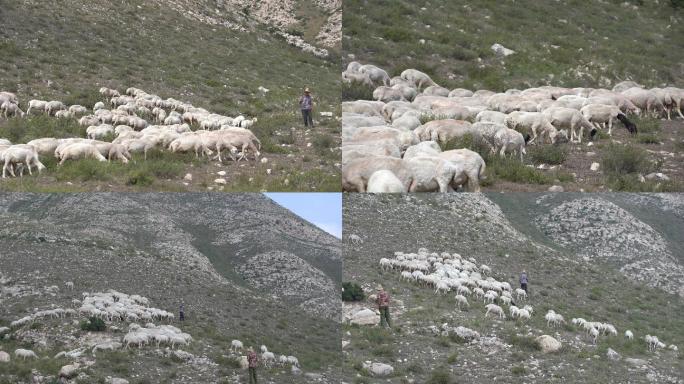 农村农牧放羊绵羊养殖30帧4K