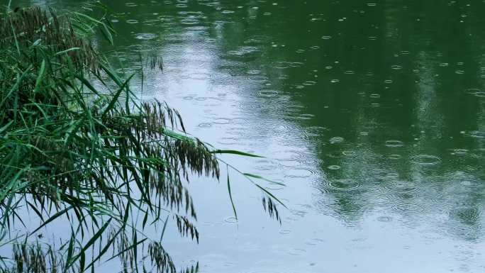 雨滴-湖面-芦苇-秋雨