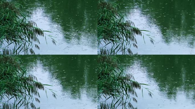 雨滴-湖面-芦苇-秋雨