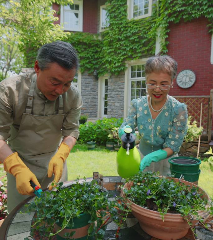 老年夫妇在院子里修剪花草