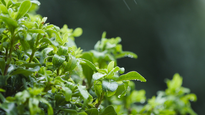 下雨水滴绿叶植物寒露实拍