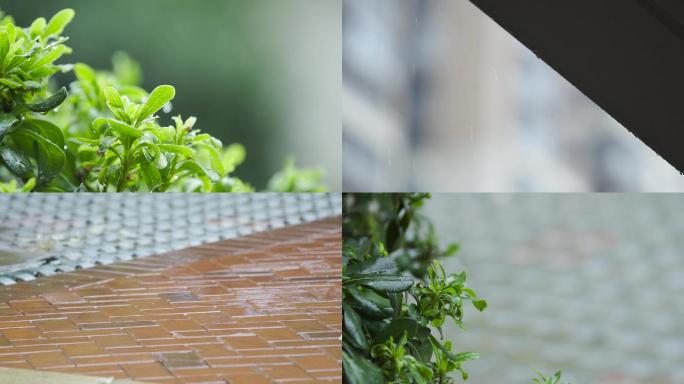 下雨水滴绿叶植物寒露实拍