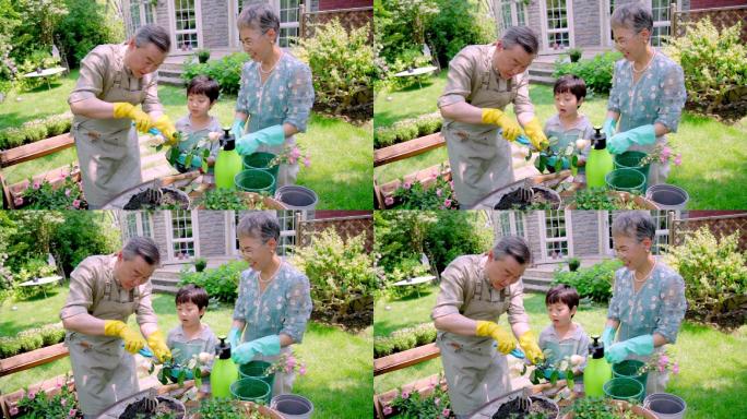 祖孙三人在院子里修剪花草